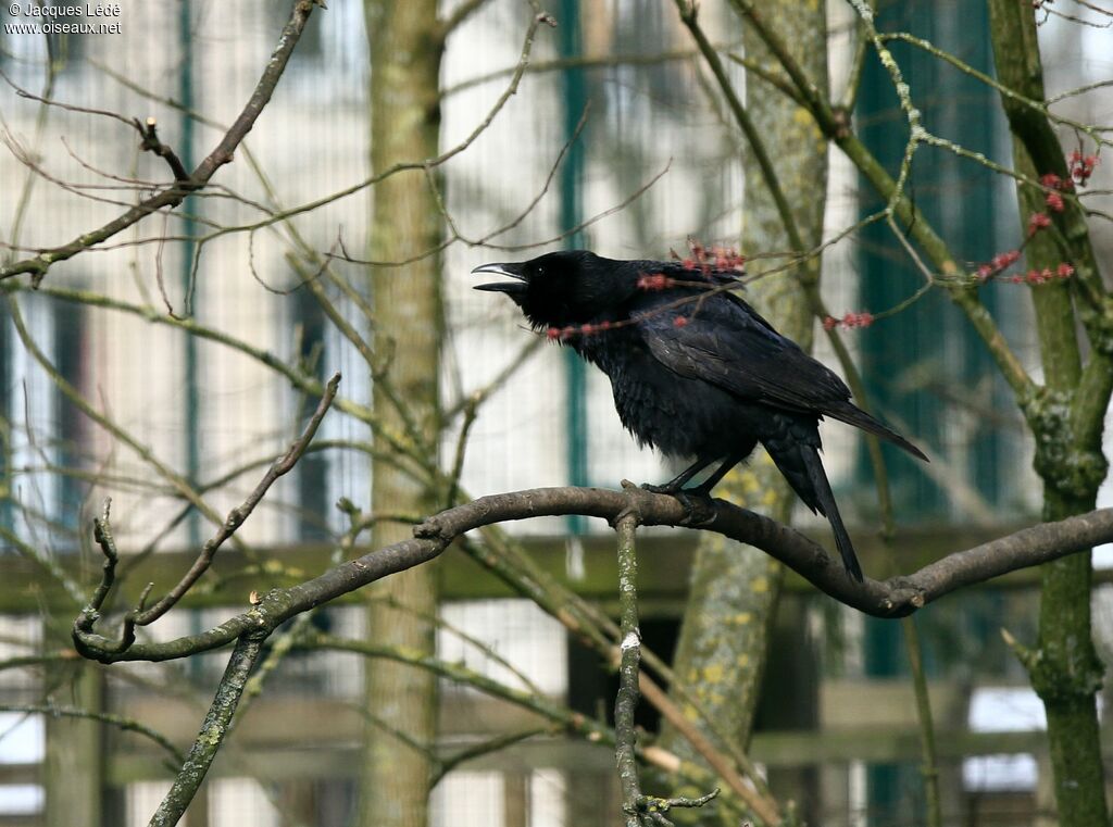 Carrion Crow