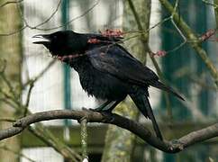 Carrion Crow