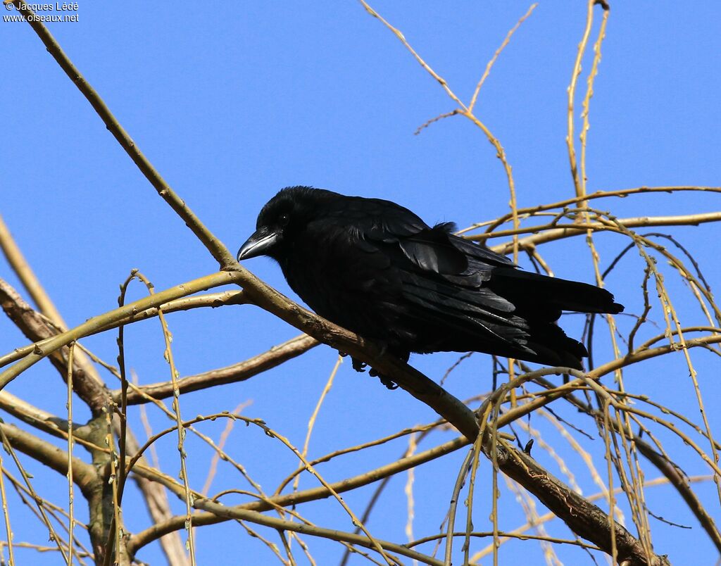 Carrion Crow