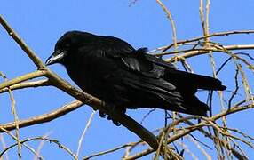 Carrion Crow