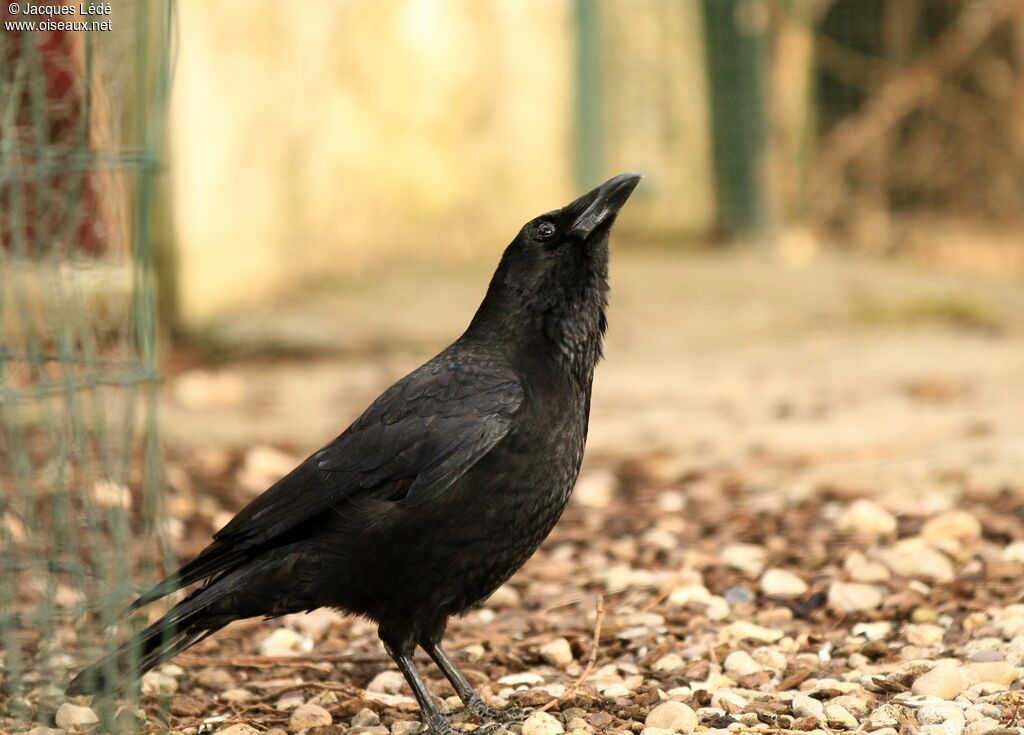 Carrion Crow