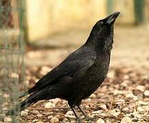 Carrion Crow