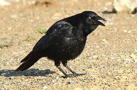 Carrion Crow