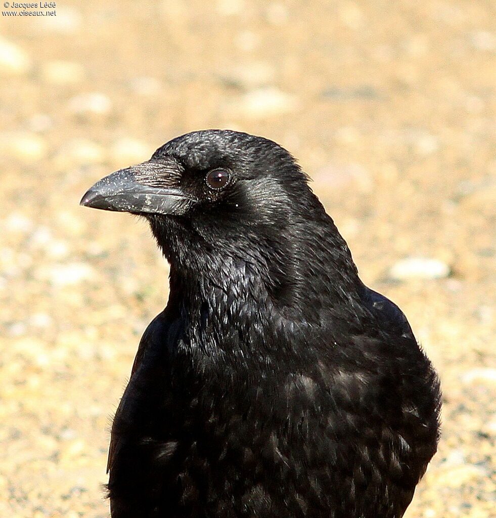 Carrion Crow