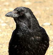 Carrion Crow