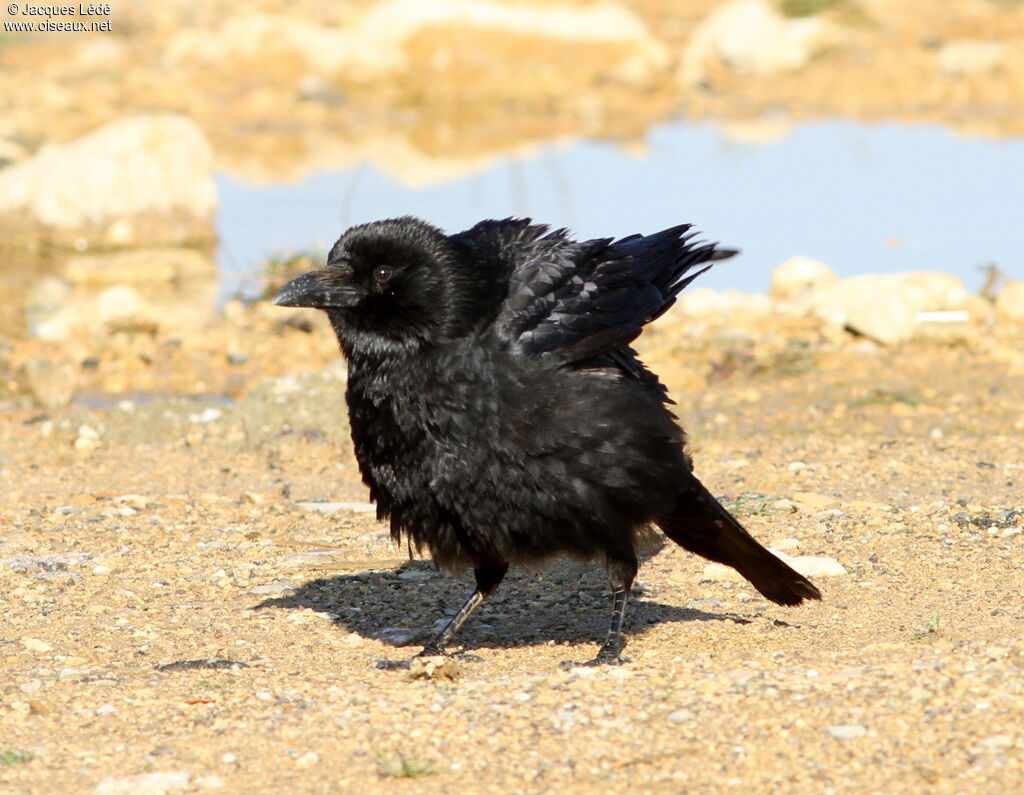 Carrion Crow