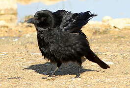 Carrion Crow