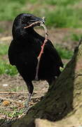 Carrion Crow