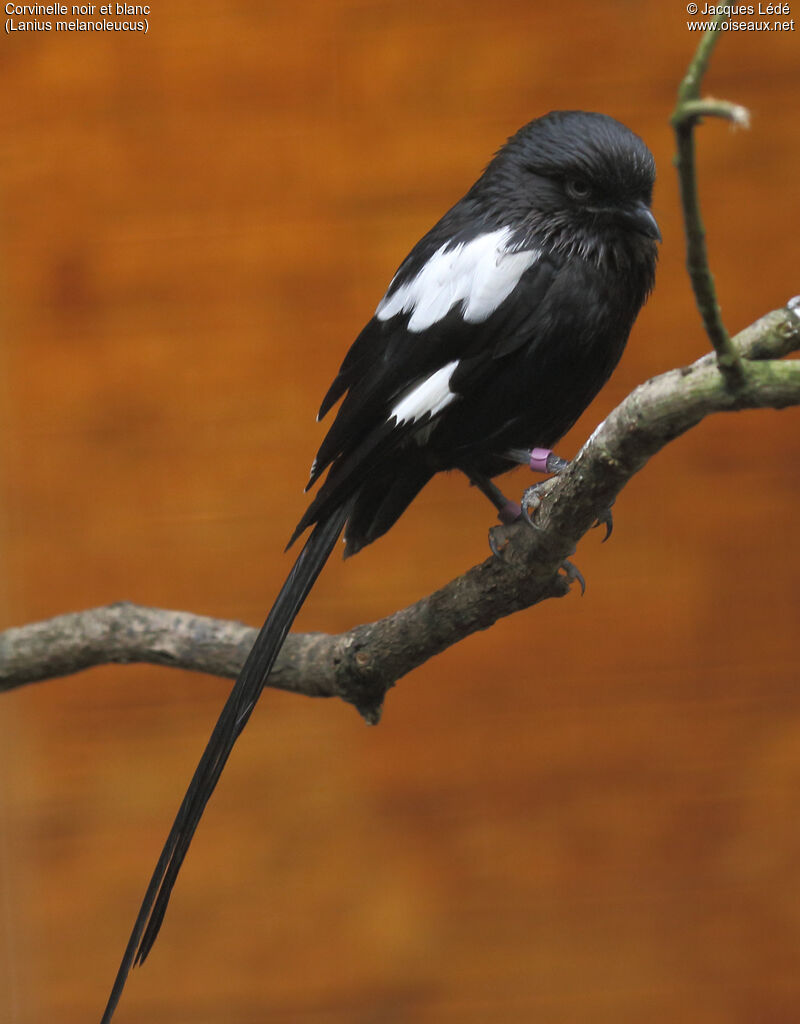 Magpie Shrike