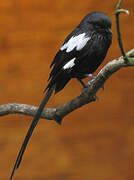 Magpie Shrike