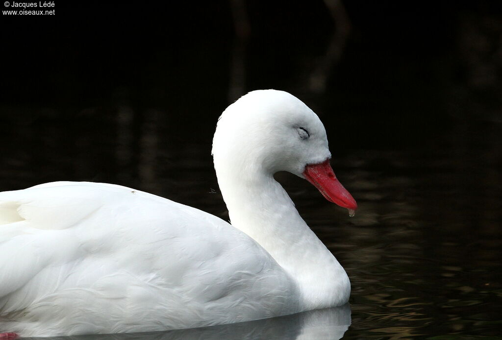 Coscoroba Swan