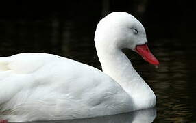 Coscoroba Swan