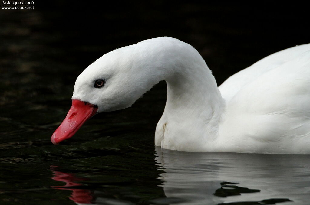 Coscoroba blanc