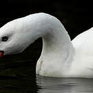 Coscoroba blanc