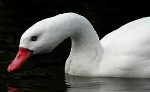 Coscoroba Swan