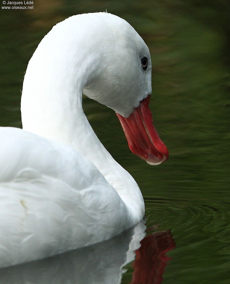 Coscoroba blanc