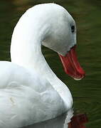 Coscoroba Swan