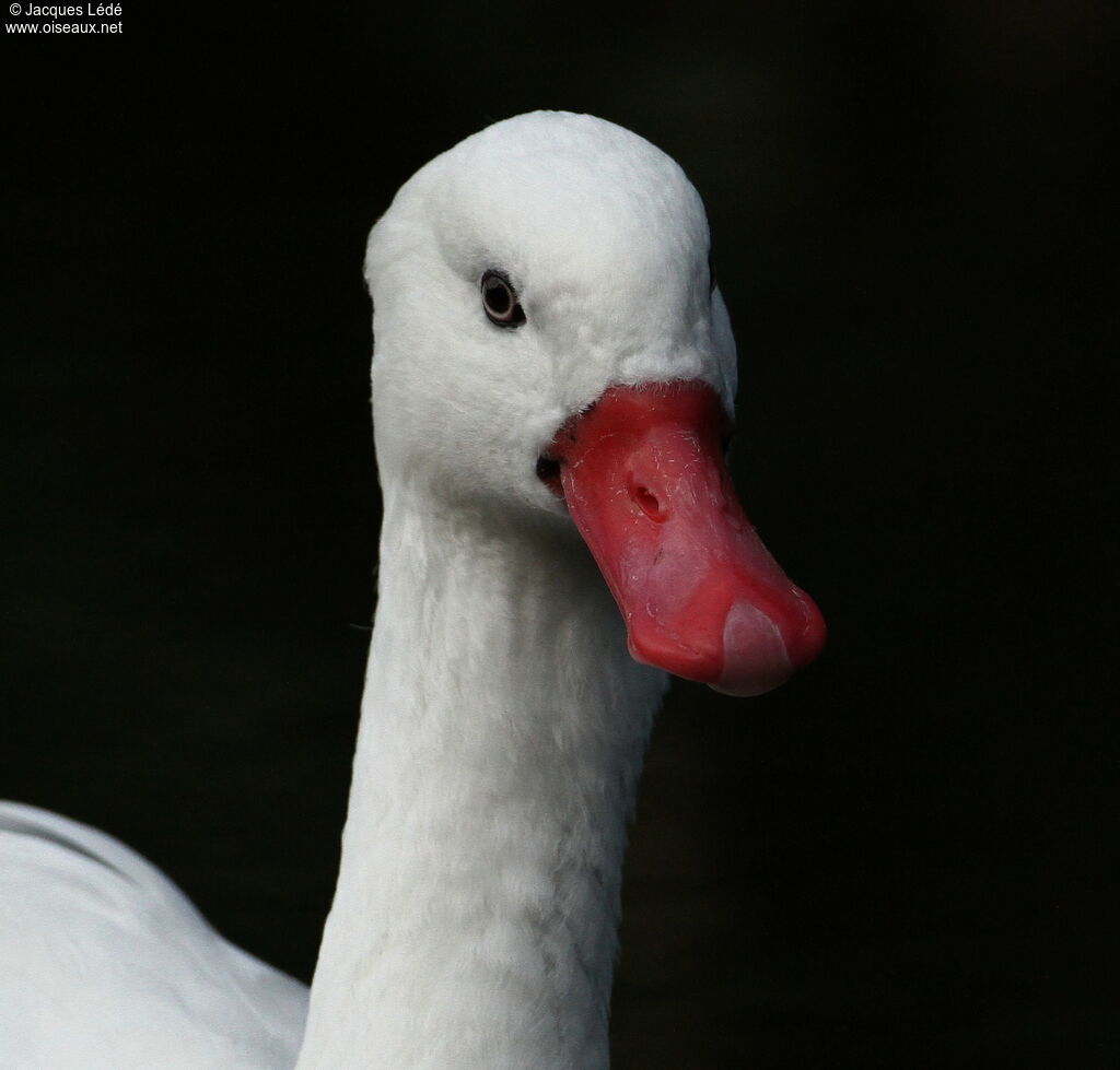 Coscoroba Swan