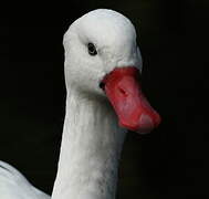 Coscoroba Swan