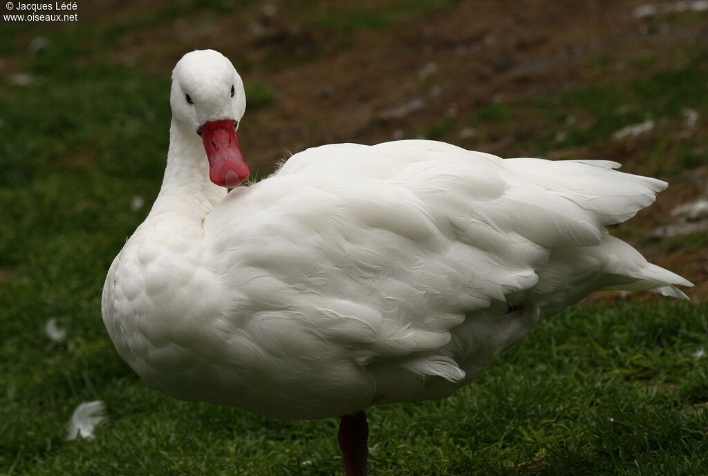 Coscoroba Swan