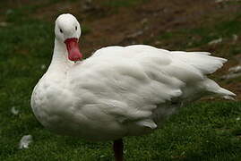 Coscoroba Swan