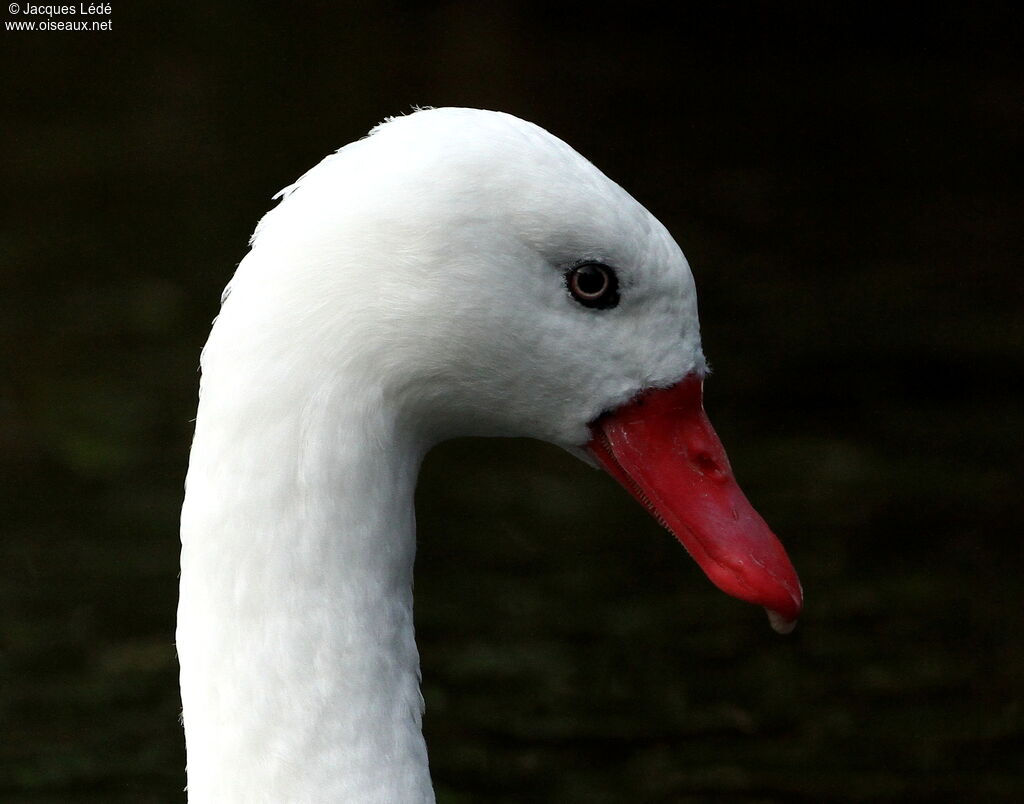 Coscoroba blanc