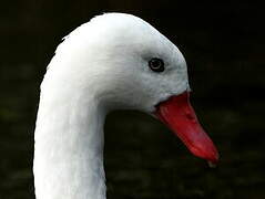 Coscoroba Swan