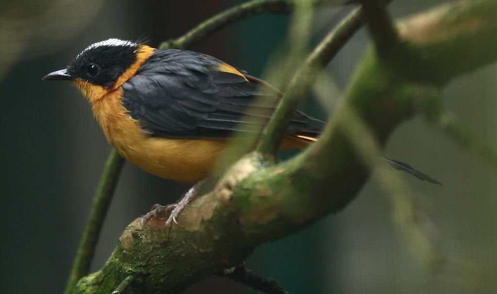 Snowy-crowned Robin-Chat