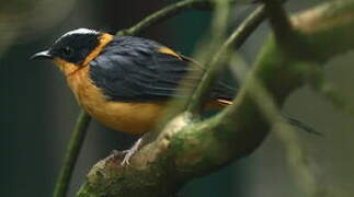 Snowy-crowned Robin-Chat