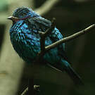 Cotinga de Cayenne
