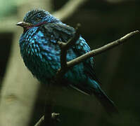 Spangled Cotinga