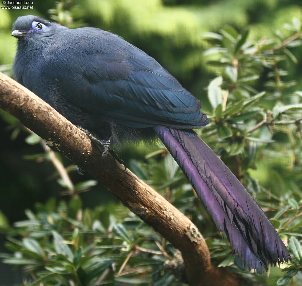 Blue Coua