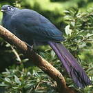 Coua bleu