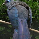 Coua bleu
