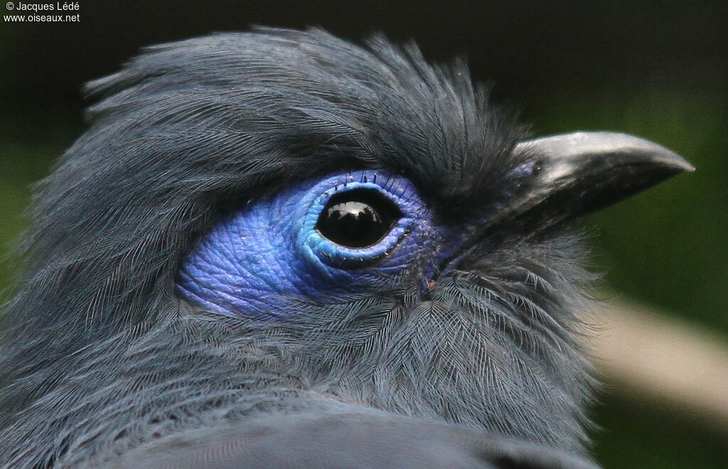 Blue Coua