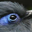 Coua bleu
