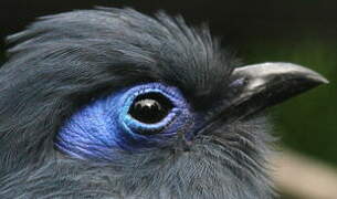 Blue Coua