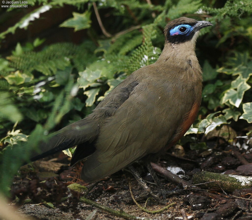 Giant Coua