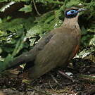 Coua géant