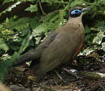 Giant Coua