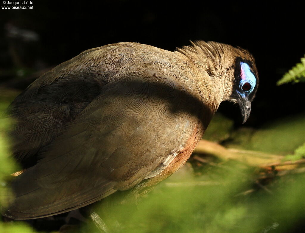 Coua géant