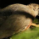 Coua géant