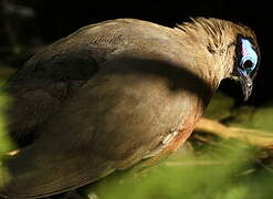 Giant Coua