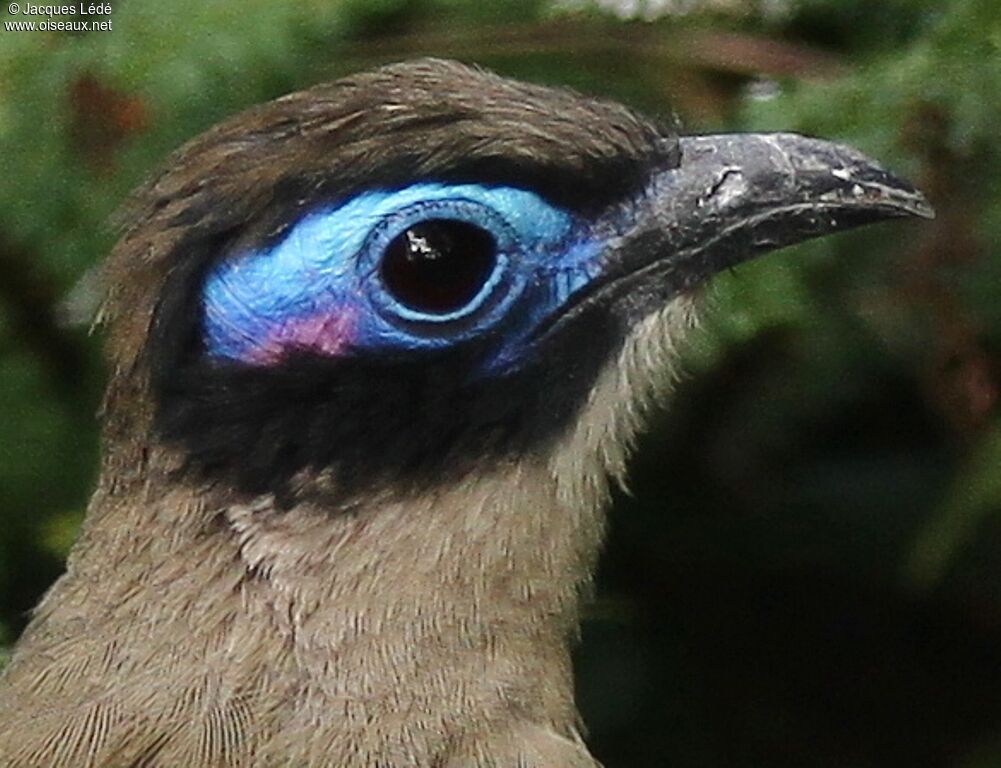 Giant Coua