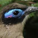 Coua géant