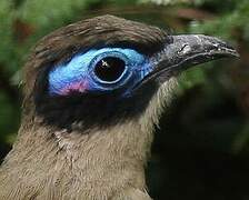 Giant Coua