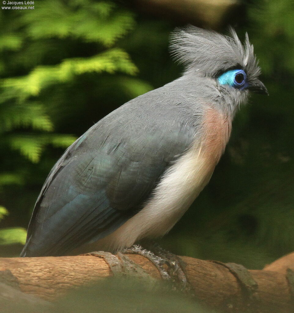 Coua huppé