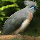 Coua huppé