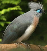 Crested Coua