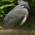 Coua huppé